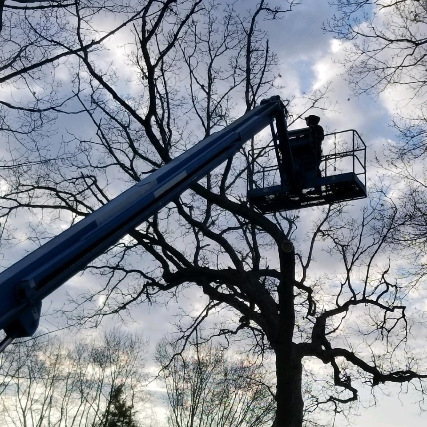 Services - Tree Pruning & Removal - Hi-Green